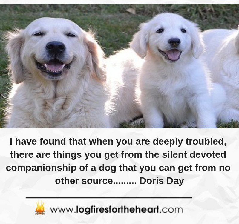 Inspirational Quotes For Dog Lovers