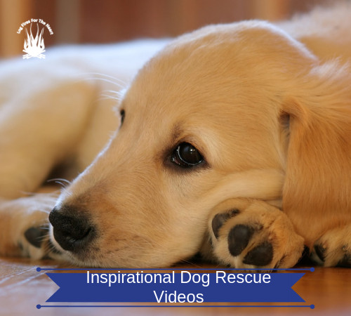 Inspirational Dog Rescue Videos