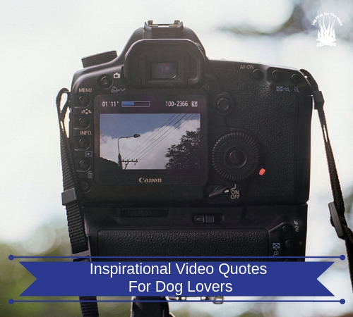 inspirational video quotes for dog lovers