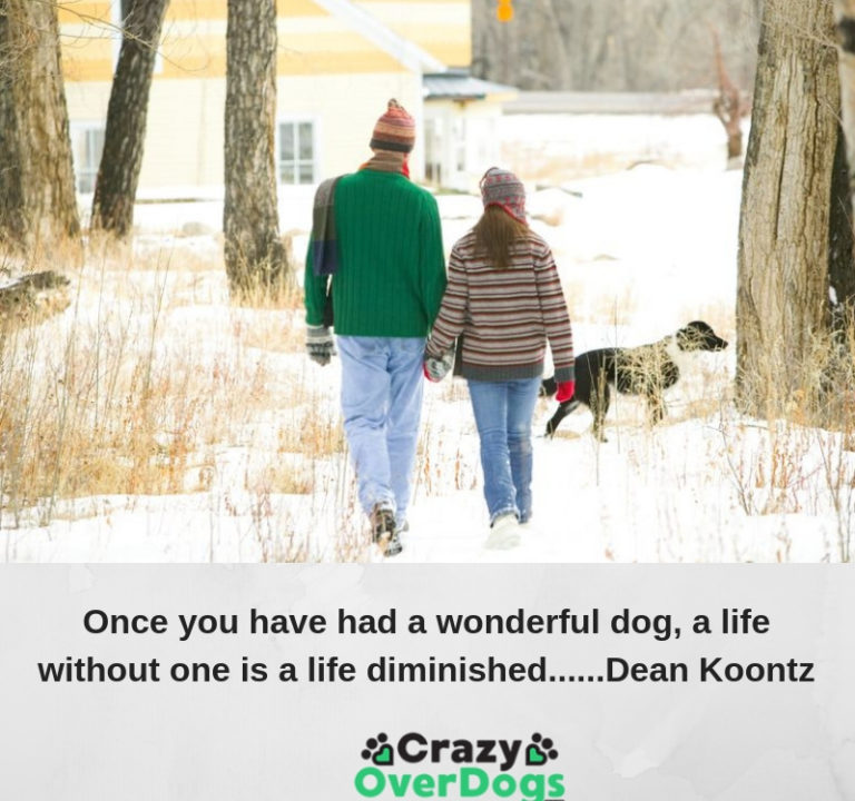 Inspirational Video Quote For Dog Lovers - Once You Have...