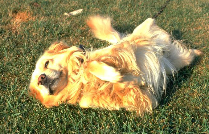Hilary Swank - Dog Lover